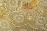 Polished Fossil Coral (Actinocyathus) - Morocco #100604-1